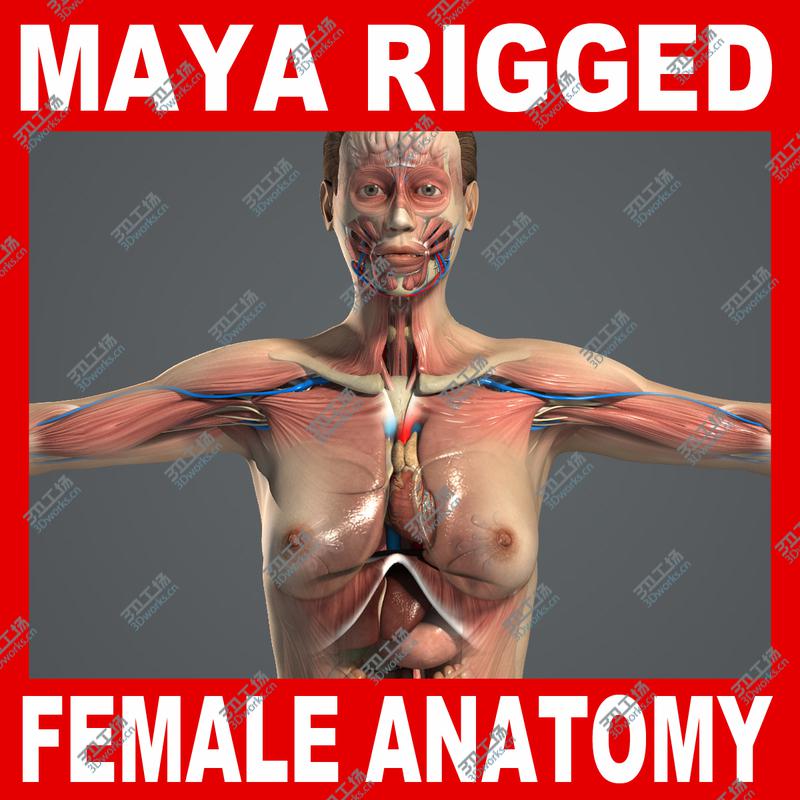 images/goods_img/20210113/MAYA RIGGED Female Anatomy Pack Complete (Textured)/1.jpg